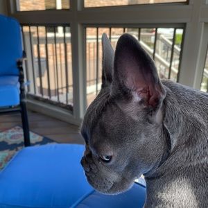 Meet your Posher, Preston